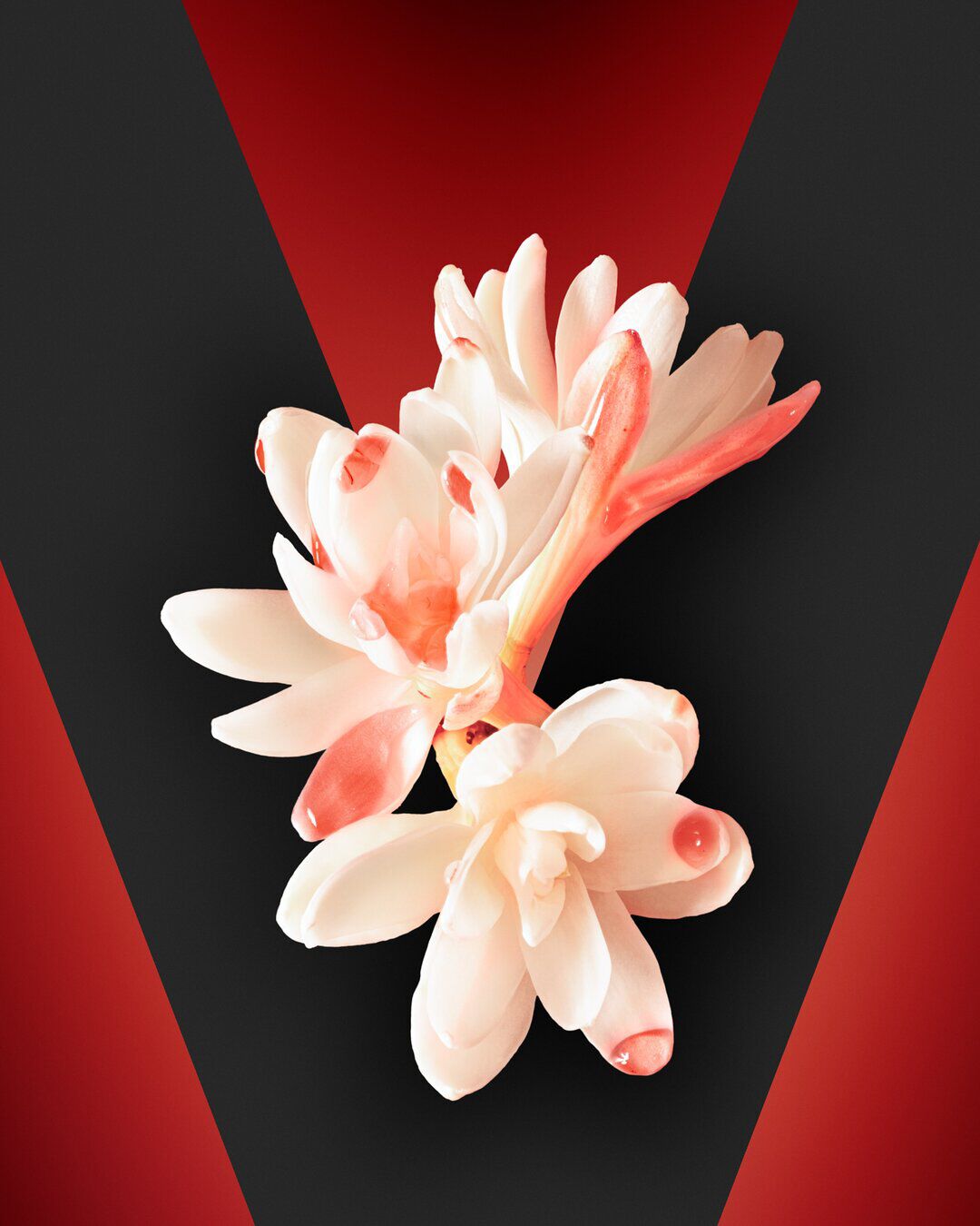 TUBEREUSE image